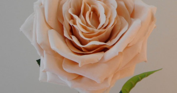 Artificial Roses Large Champagne Peach 76cm | Artificial Flowers